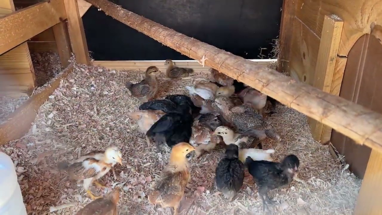 Levamos os pintinhos para o galinheiro!!!! Novidades da semana