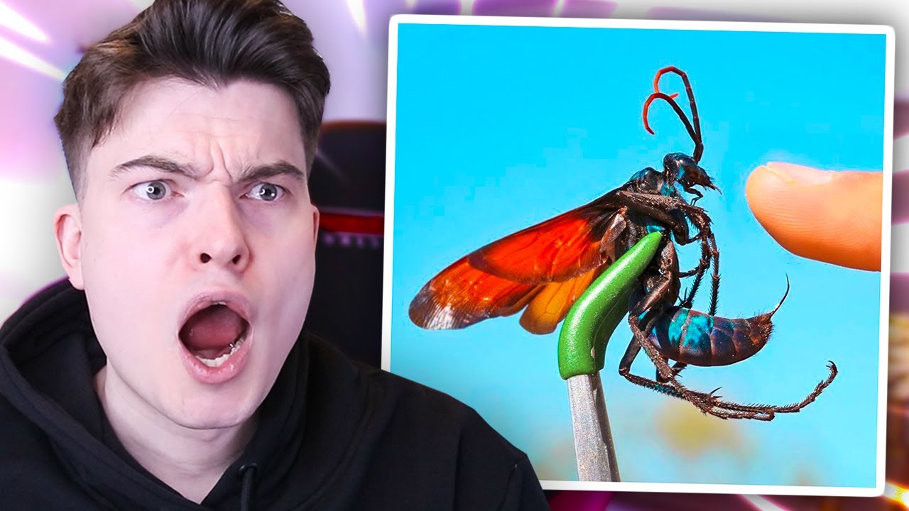 the DEADLIEST animal stings