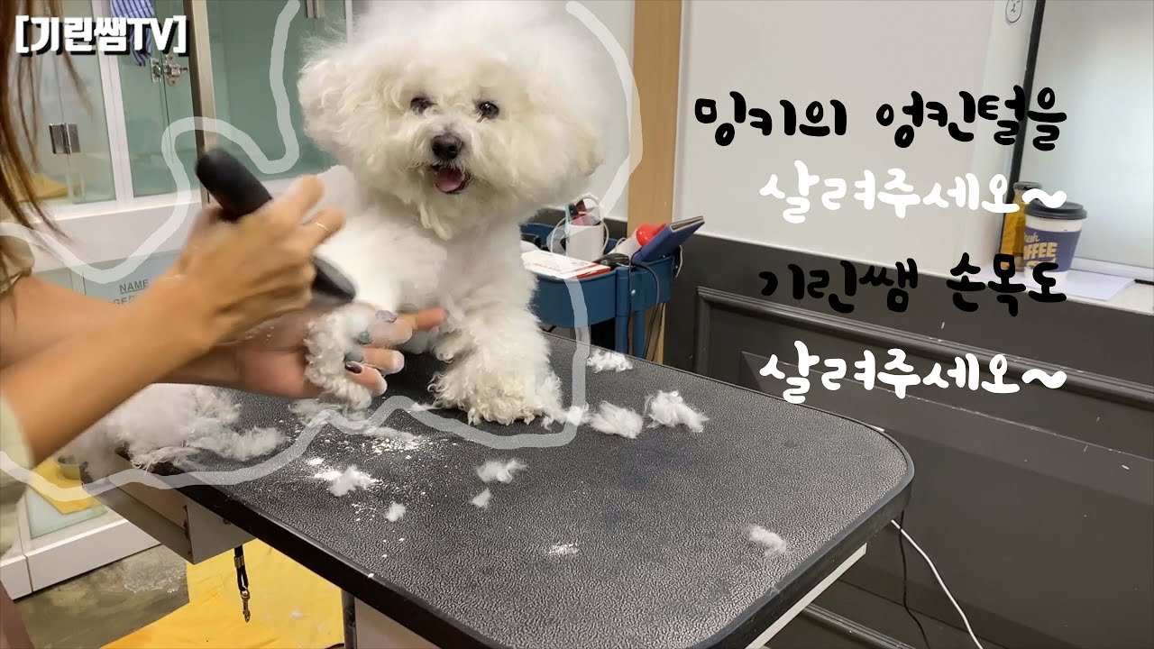 [기린쌤TV] 엉킴추가 오만원 받는 비숑 미용하기 / Mingki's hair totally tangled :(  (eng sub)