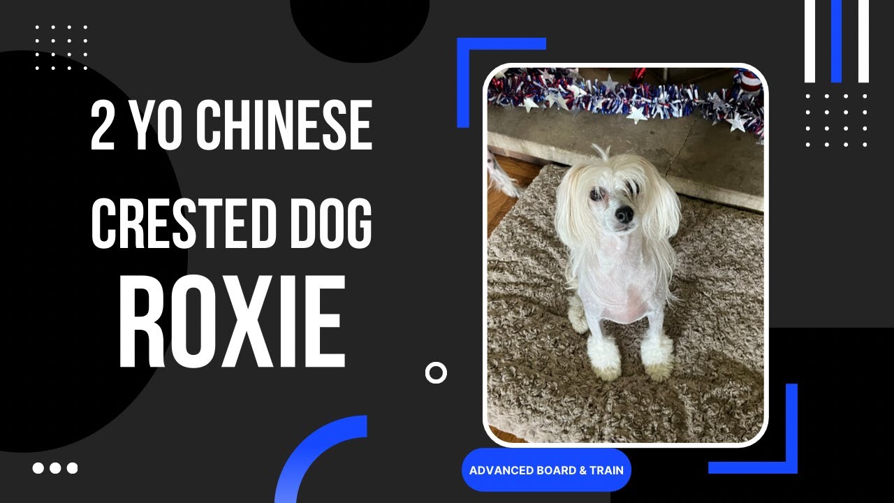 Roxie | 2 Year Old Chinese Crested Dog | Confidence Building | Obedience Training | Small Dog