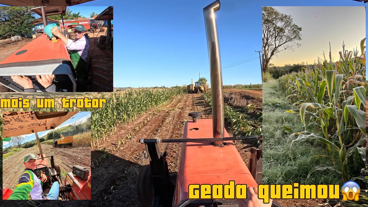 TIVEMOS BUSCA MAIS UM TRATOR PRA FAZER A SILAGEM  DO MILHO QUE A GEADA QUEIMOU