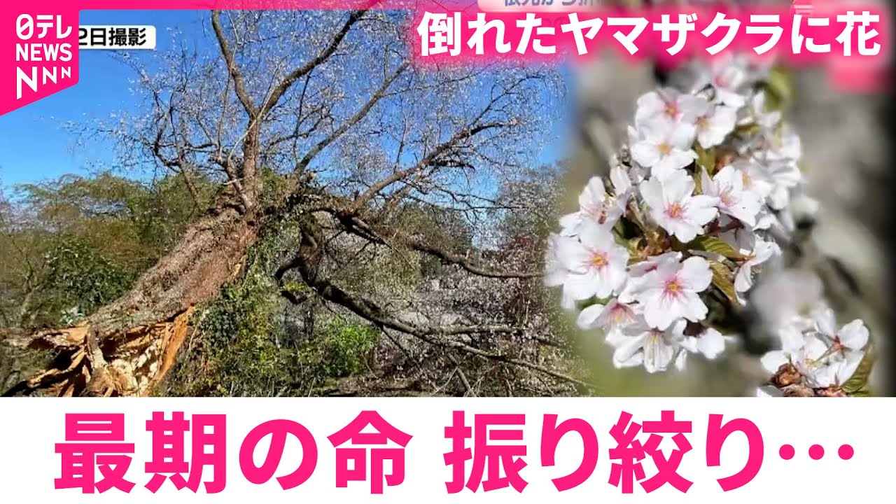 【樹齢150年】根元から折れたヤマザクラに花 伐採前 最期の命の輝き　宮城　NNNセレクション