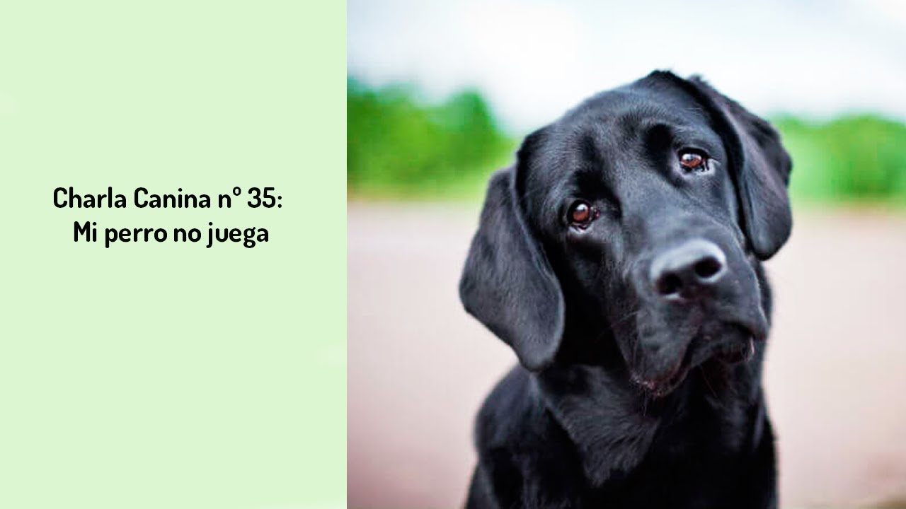 🔶Charla canina n° 35: Mi PERRO no juega🔶