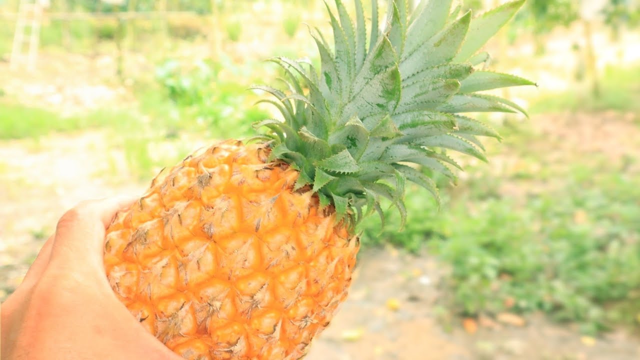 4 M&oacute;n Ngon L&agrave;m Từ Tr&aacute;i Kh&oacute;m