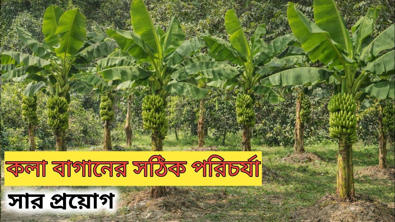 কলা বাগানের সঠিক পরিচর্যা ও সার প্রয়োগ ‎⁨@Greenontop19⁩  
