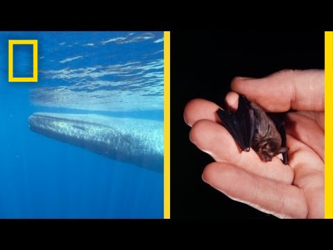 Sizing Up the World’s Largest and Smallest Animals | National Geographic