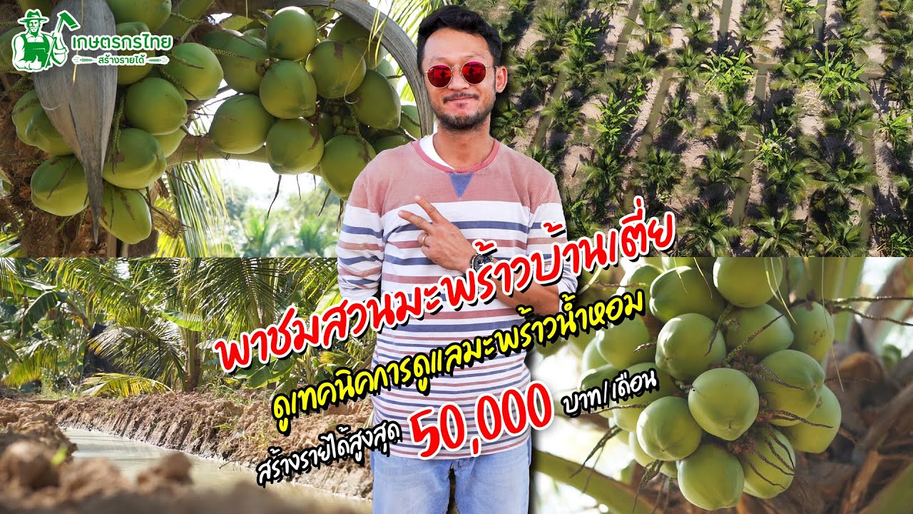 พาชมสวนมะพร้าวน้ำหอมบ้านเตี่ย สร้างรายได้สูงสุด 50,000 บาทต่อเดือน l ชมสวนเกษตรกรไทย Ep118