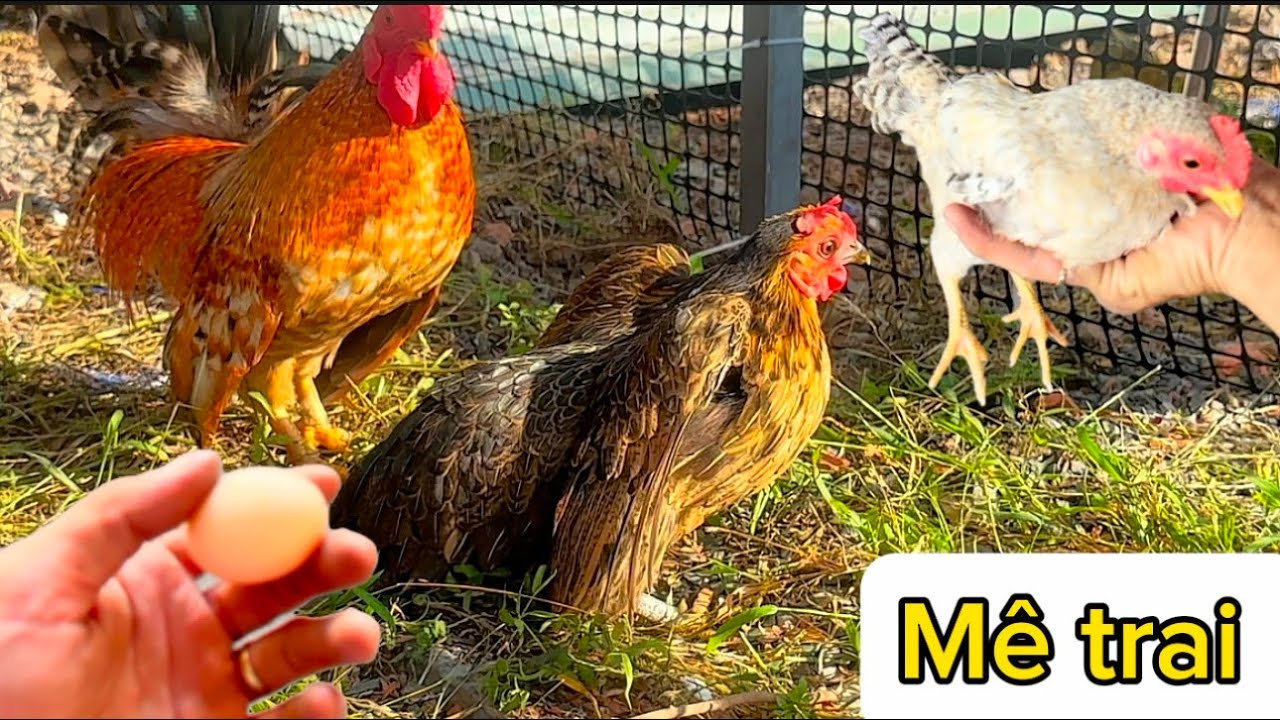 Gà tre thái serama đẻ sớm hơn dự tính | Thiên Pet
