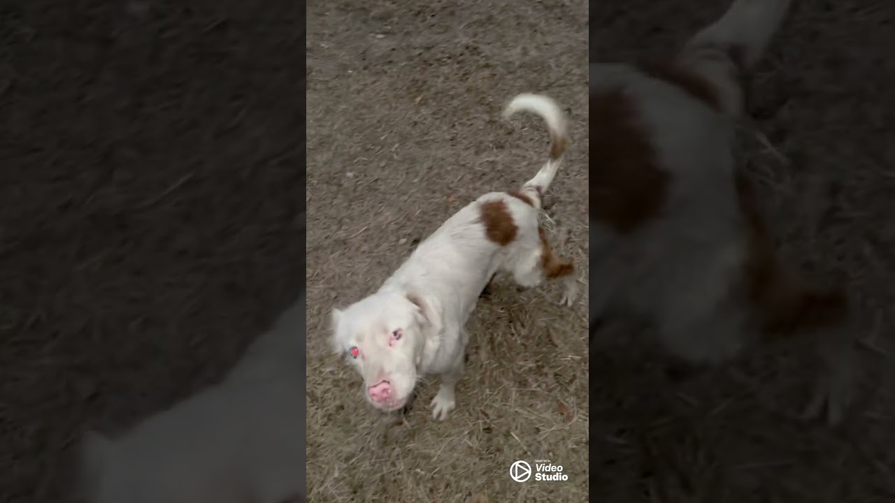 Mufasa & Shadow: Non-Stop Yard Zoomies! Funniest Dog Bro Playing 😂🐕 