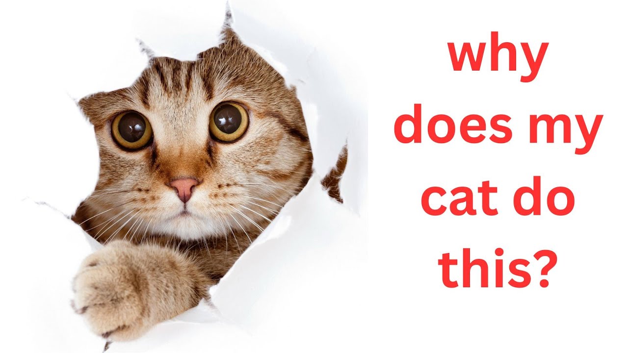 why does my cat do this?