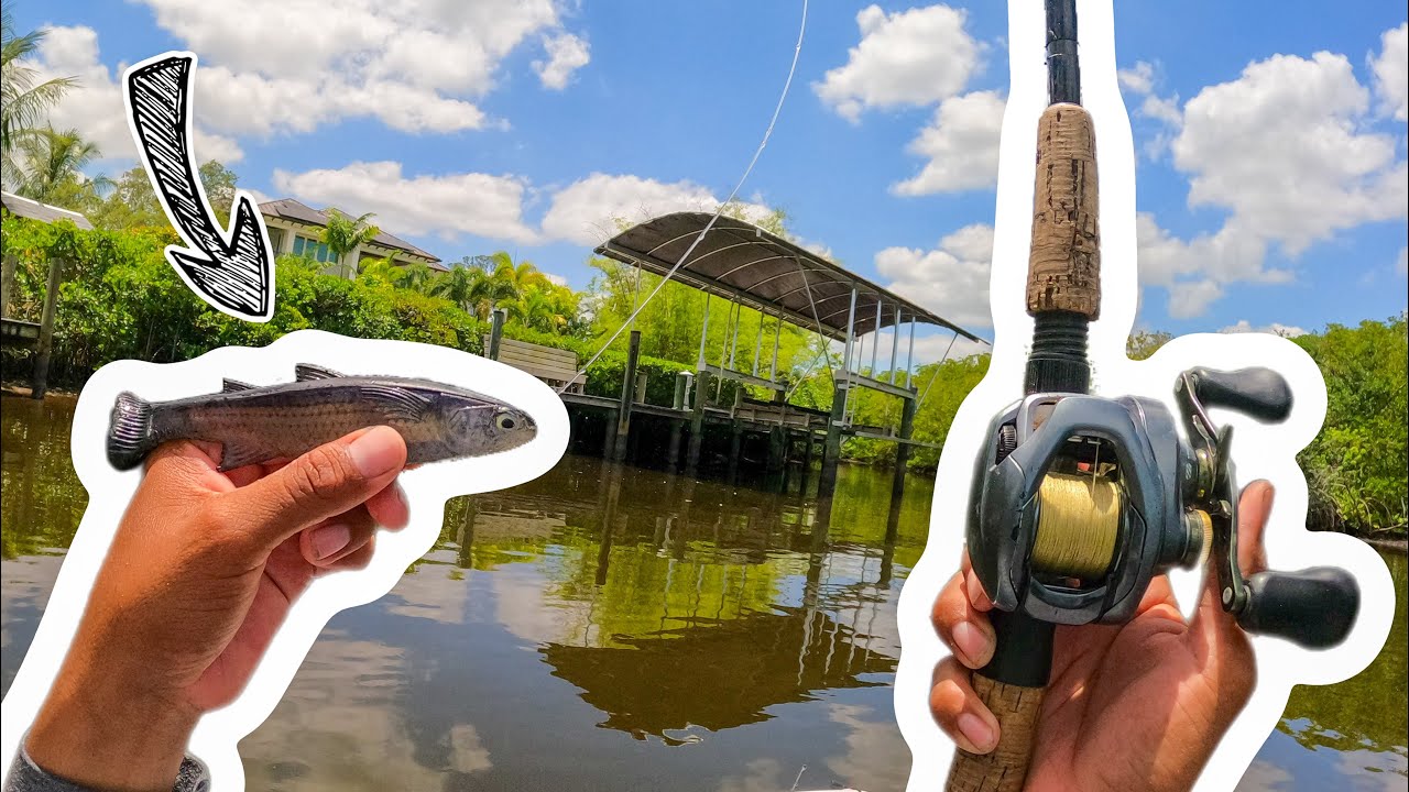 FISHING THE ZMAN MULLETRON FOR BACKWATER SNOOK AND BASS!