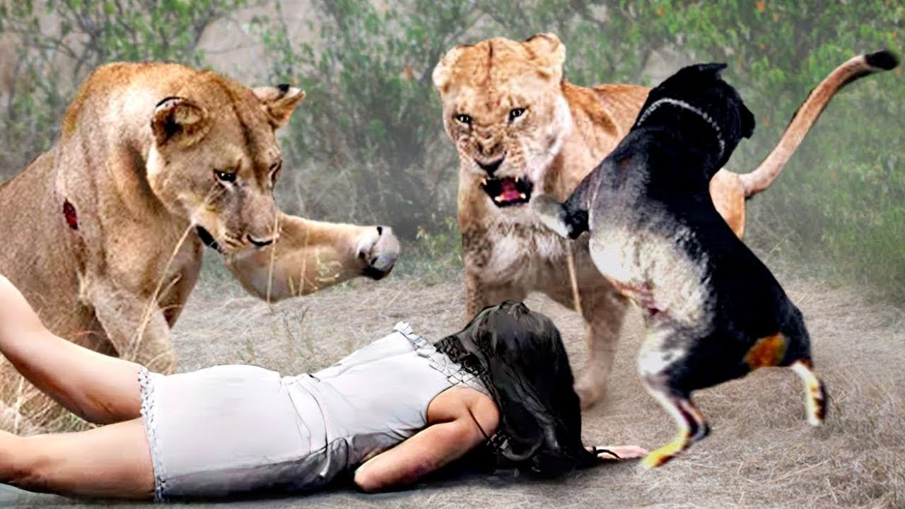 50 Animales Héroes Que Salvaron Vidas Humanas ! | ¡Lo Mejor De Agosto!