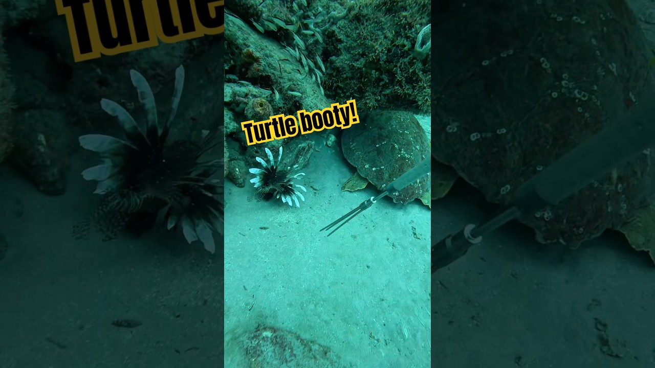 This Goliath grouper led me right to my destination! Let&rsquo;s clean up these invasive fish!