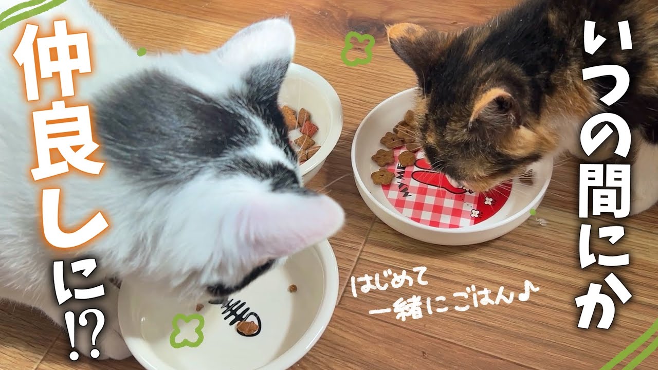 いつの間にか先輩猫ちゃんと仲良くごはんを食べるようになっている新入り保護猫ちゃんに感嘆しました🥹💖
