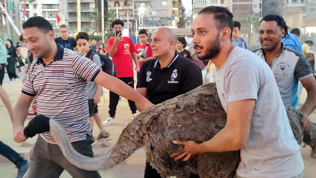 فتحت اول مطعم لحم نعام في المنصورة 👌