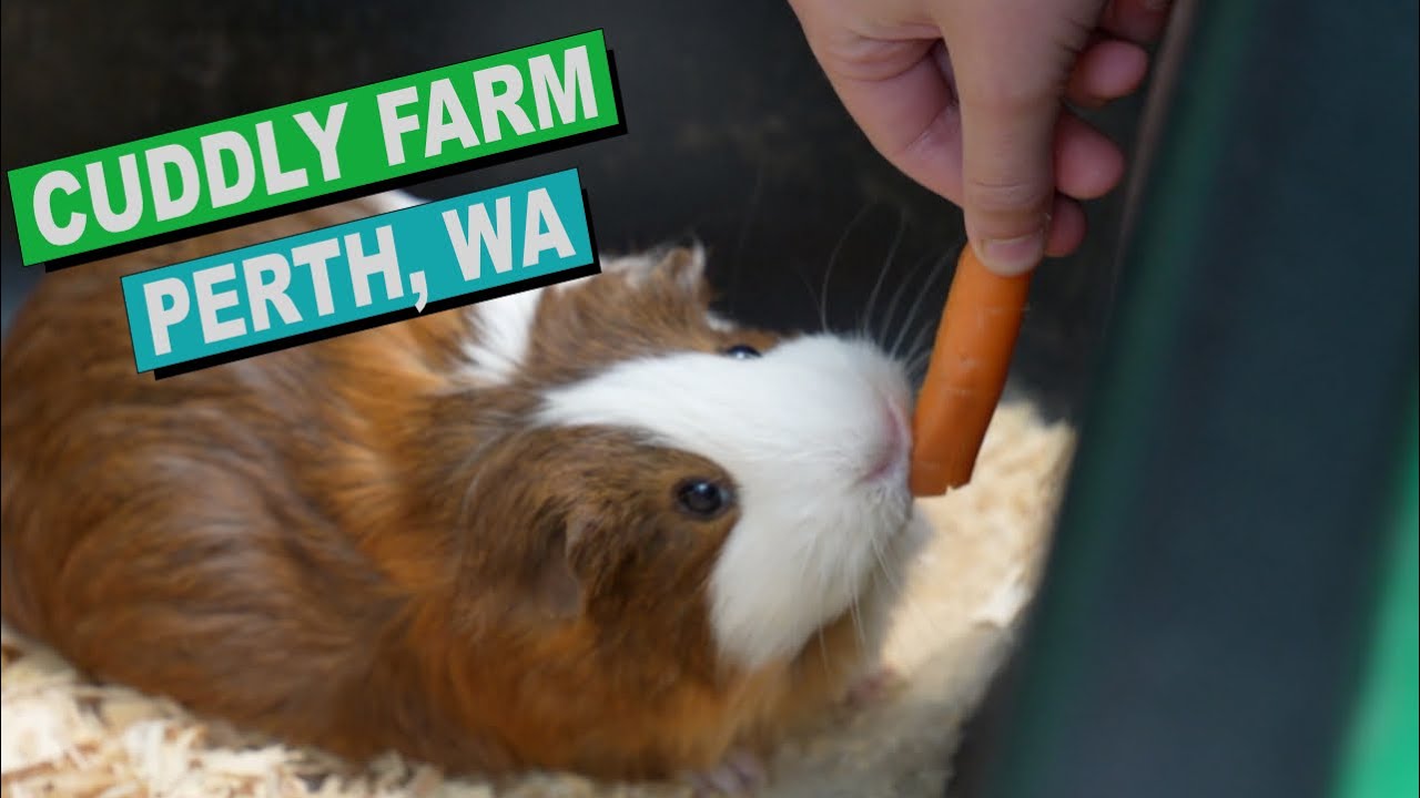 Farm Life for a Day! Perth’s Cuddly Animal Experience