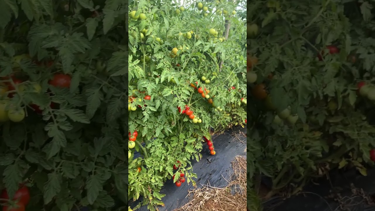 My Super sweet Cherry tomatoes farm🍅