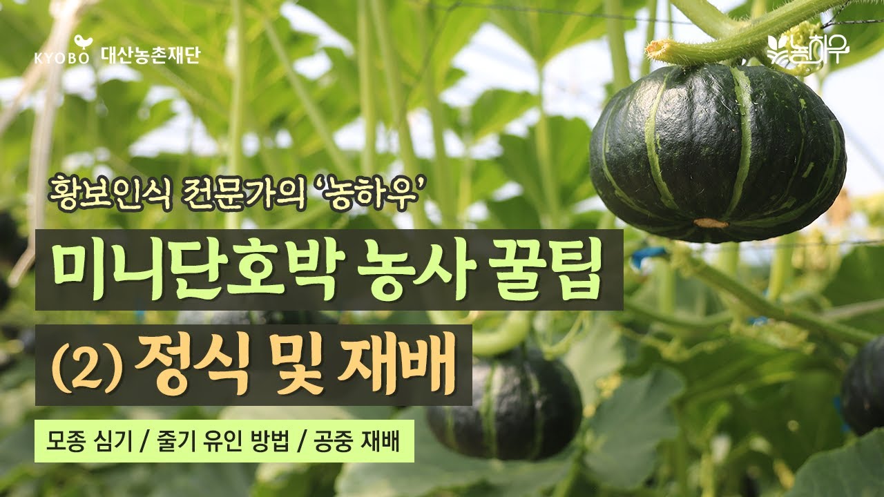 [황보인식 농하우] #미니단호박 농사 꿀팁 (2) 정식 및 재배 🌱 모종 심기 + 줄기 유인 방법 + 공중 재배 | 2023 농하우 ep.1-2 👍