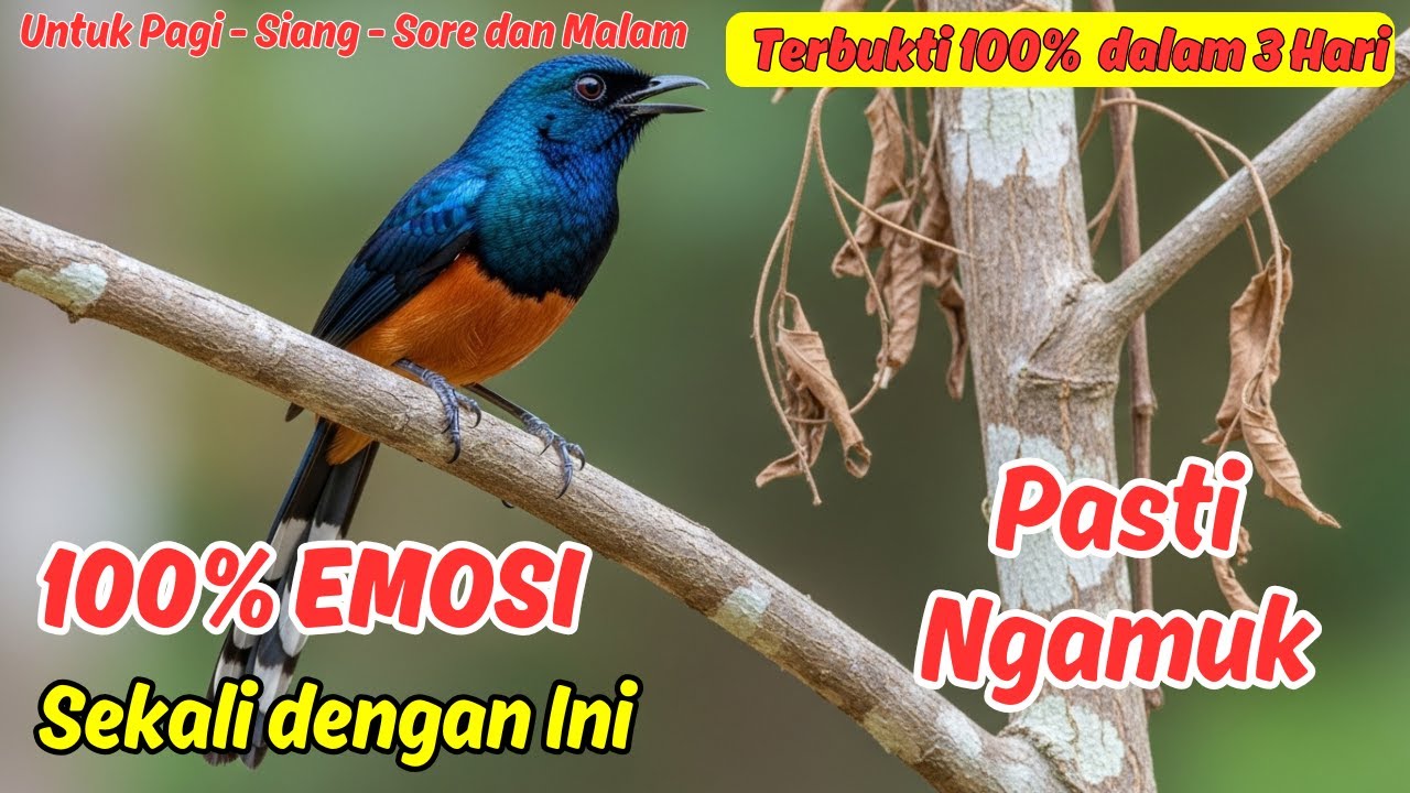 Masteran Murai Batu Bikin Over Gacor dan Ngedur Ekstra