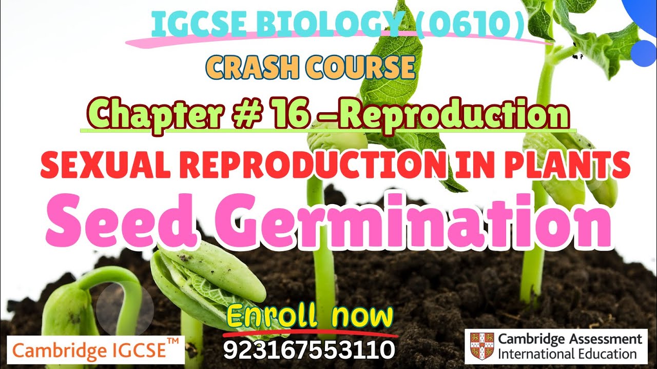 IGCSE Biology|Reproduction in Plants #seedgermination 