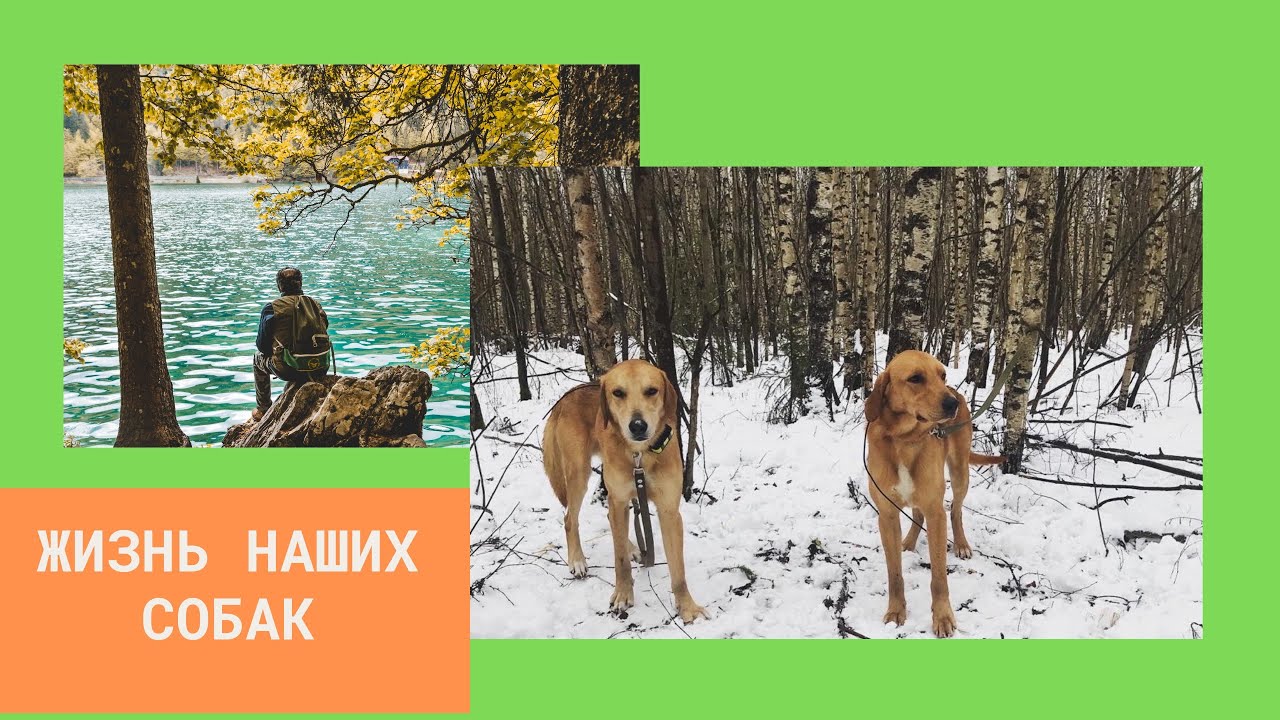 наши русские гончие