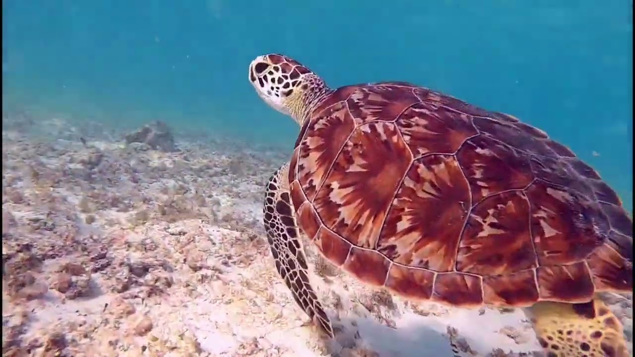 Aruba Snorkeling Boca Catalina and Arashi Beach March 2023 Stern