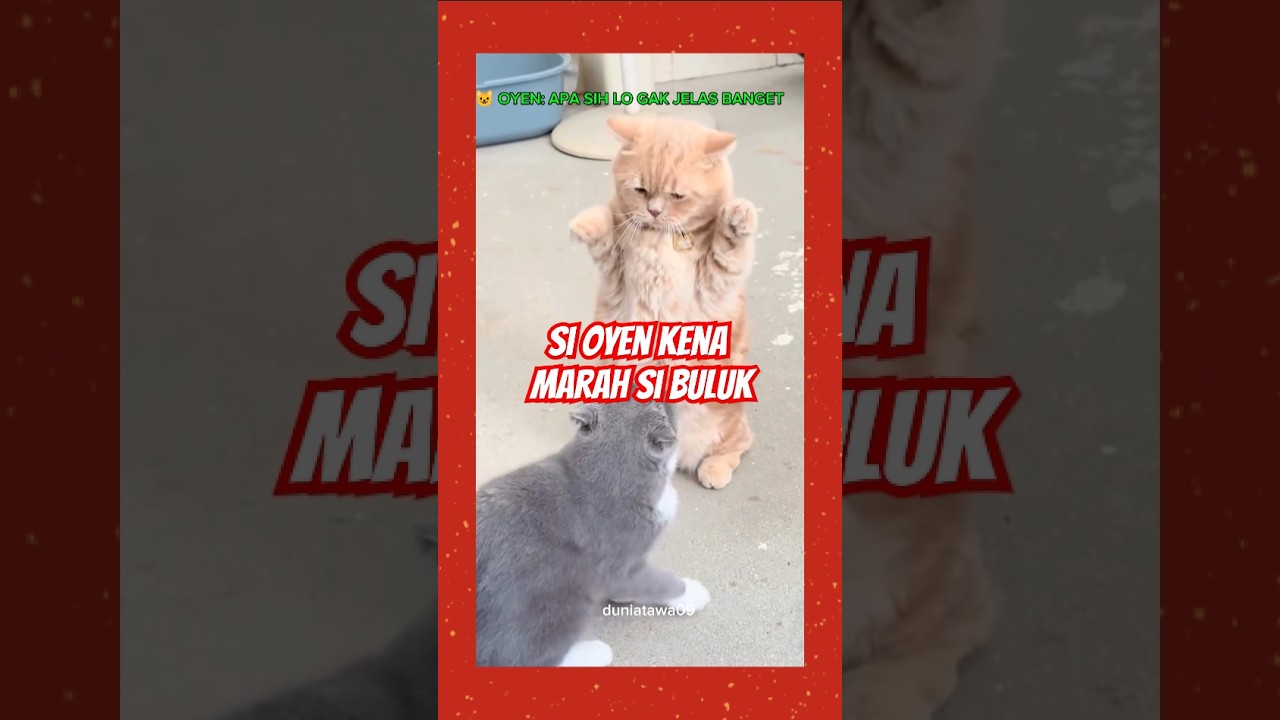 ketika si oyen kena marah si buluk!! #kucing #cat #funny #animals
