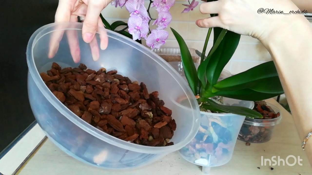 ПЕРЕСАДКА ОРХИДЕИ для быстрого роста корней. / ORCHIDS/PHALAENOPSIS