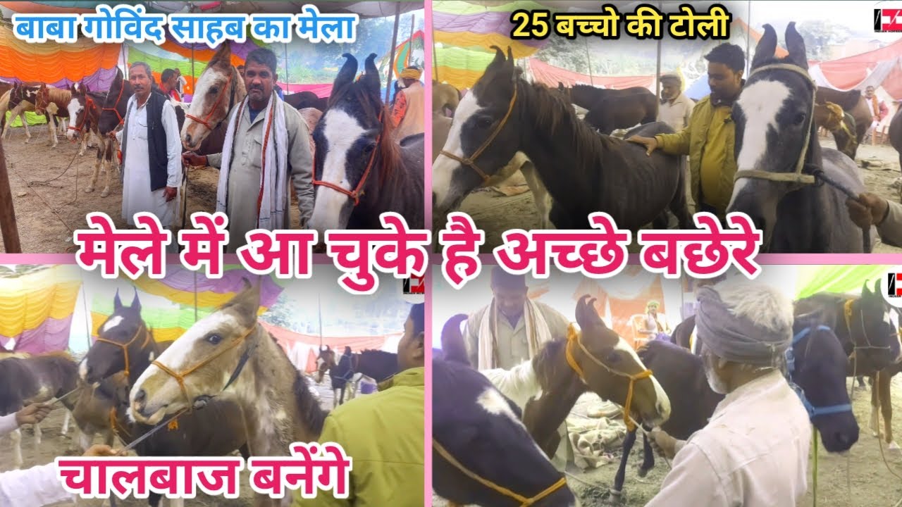 मेरे घोड़े चालबाज बनेंगे जंगबहादुर व्यापारी ले कर पहुंच चुके है 25बच्चे गोविंद साहेब के मेले में