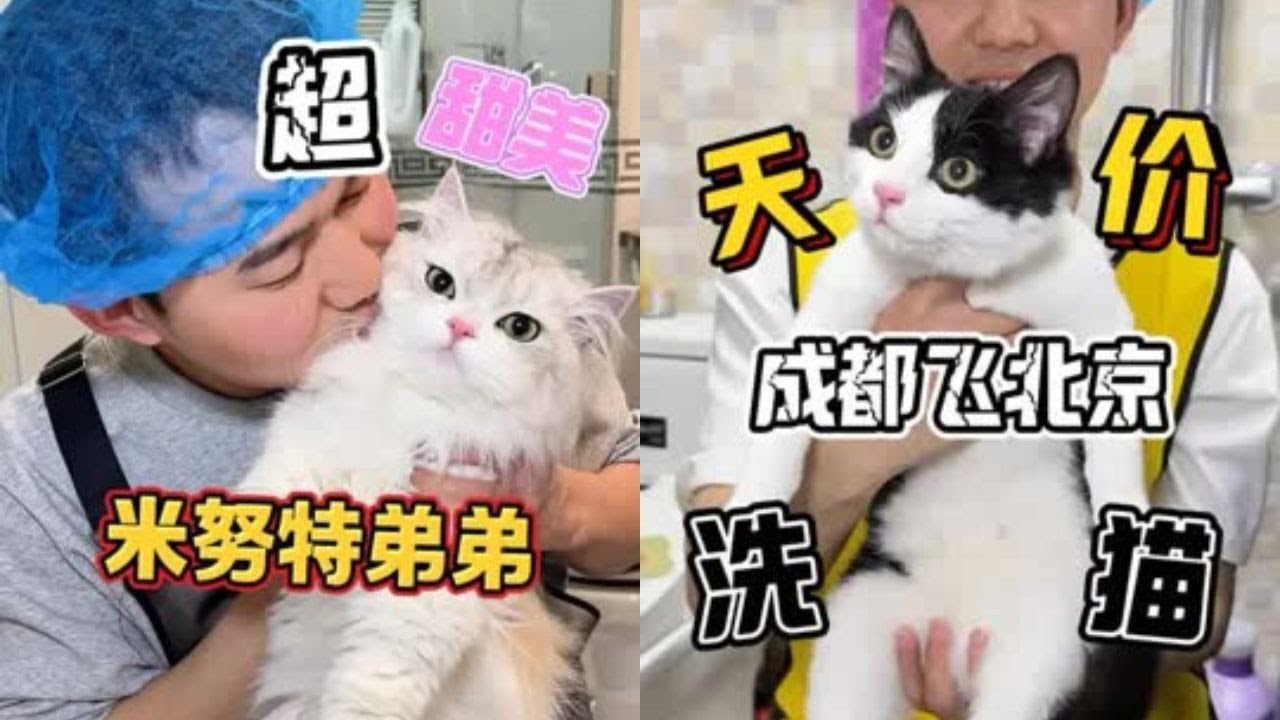 什么样的凶猫让老雷从成都飞到北京上门洗猫！你们说这钱花的值不值？ 