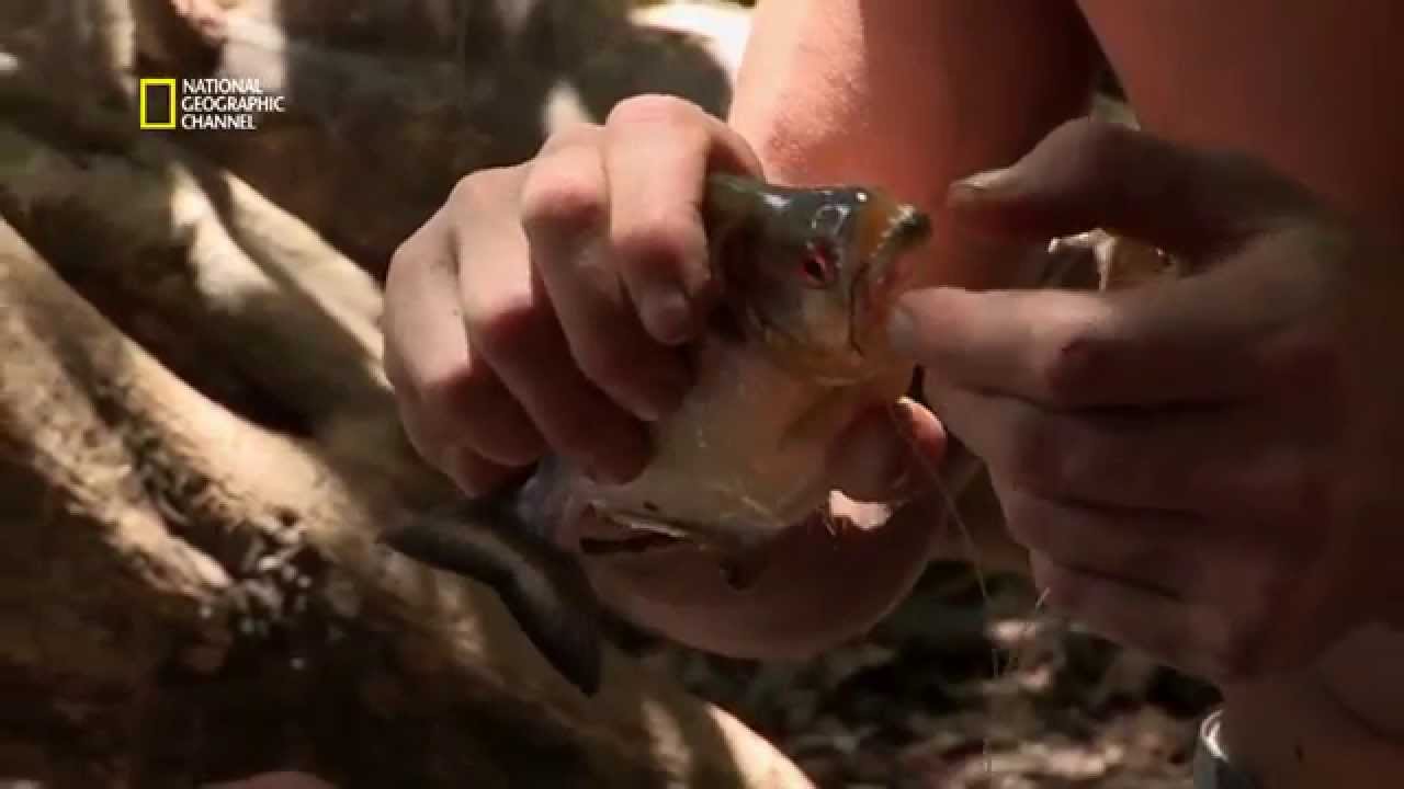 La p&ecirc;che aux piranhas