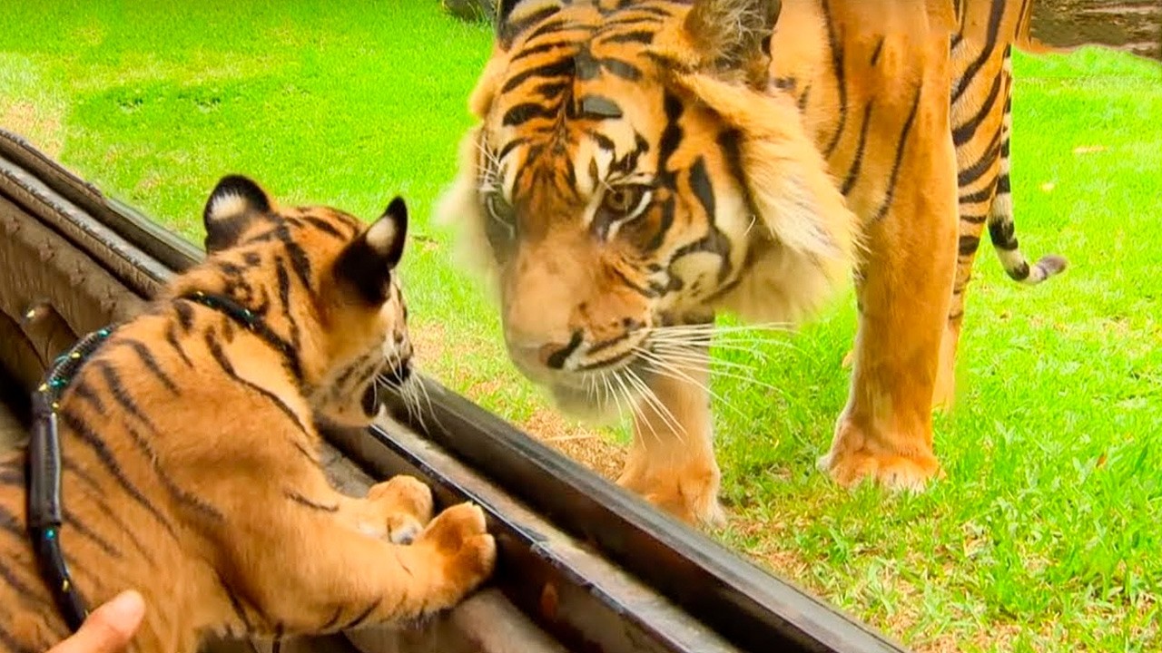&iexcl;Estos Animales se Re&uacute;nen con sus Cr&iacute;as Despu&eacute;s de A&ntilde;os!