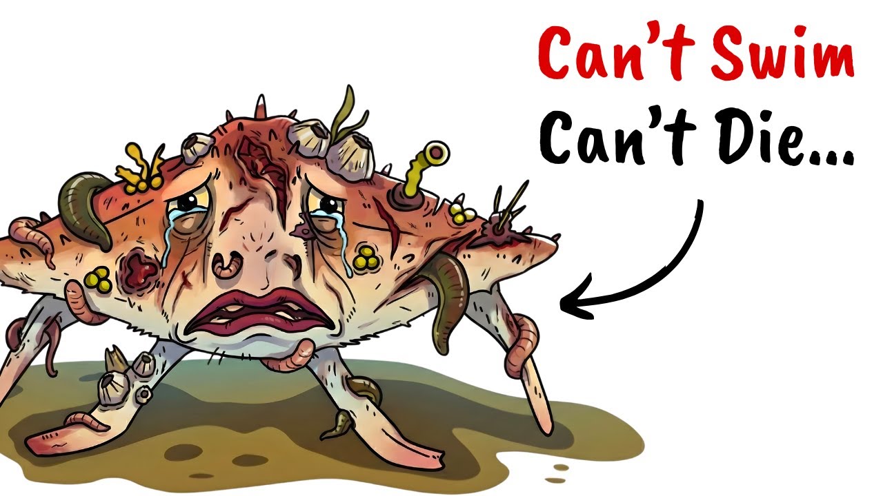 Why It Sucks To Be Born As a Red-lipped Batfish