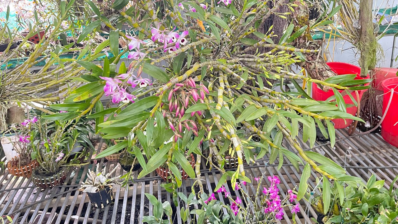 14/3 LAN RỪNG THUẦN ĐẸP 0969///444///668 #hoalandep #orchid #lanrung #phonglan #xuhuongyoutube 