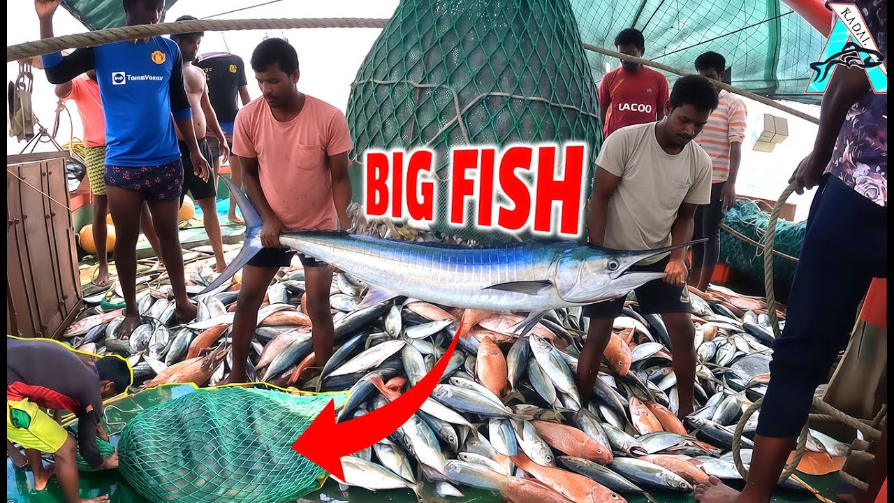 GIANT CATCH! | Biggest Catch Ever | Fisherman's DREAM Catch! | Kadal Tv