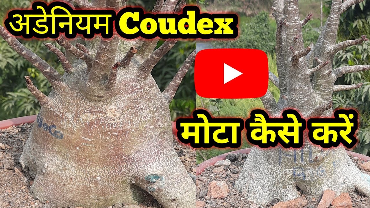 अडेनियम का कोडेक्स कम समय में कैसे मोटा हो || Adenium Coudex Big, Heavy, Muscular,Flappy/Big Coudex 