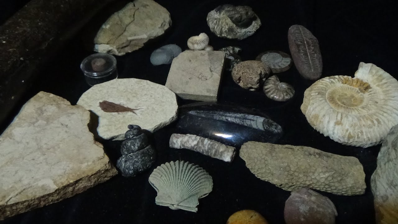 Asmr/ Whispering Fossil Collection