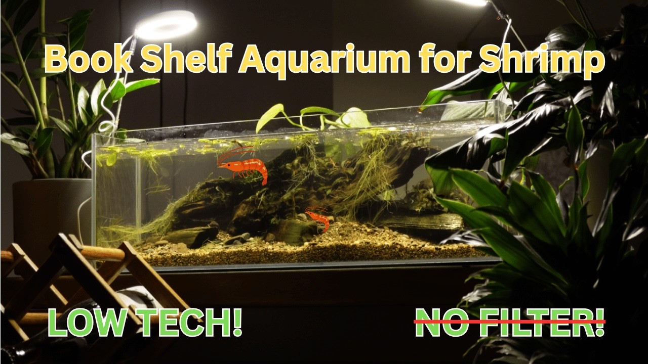 How I Created My Low Tech - NO FILTER Bookshelf Aquarium for Shrimp
