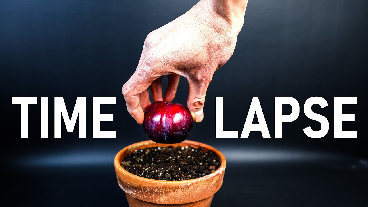 Plum Tree Growing Time-Lapse: From Seed Germination to Tree