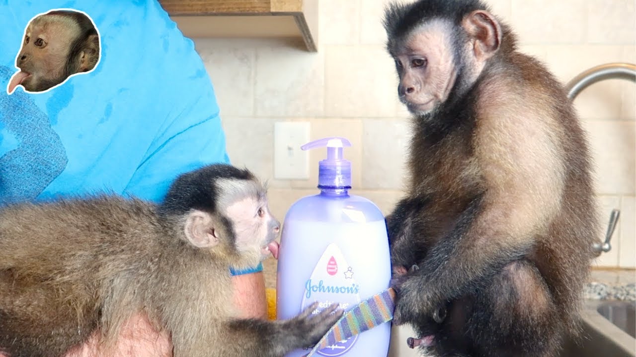 Monkey Monday DOUBLE BATH!