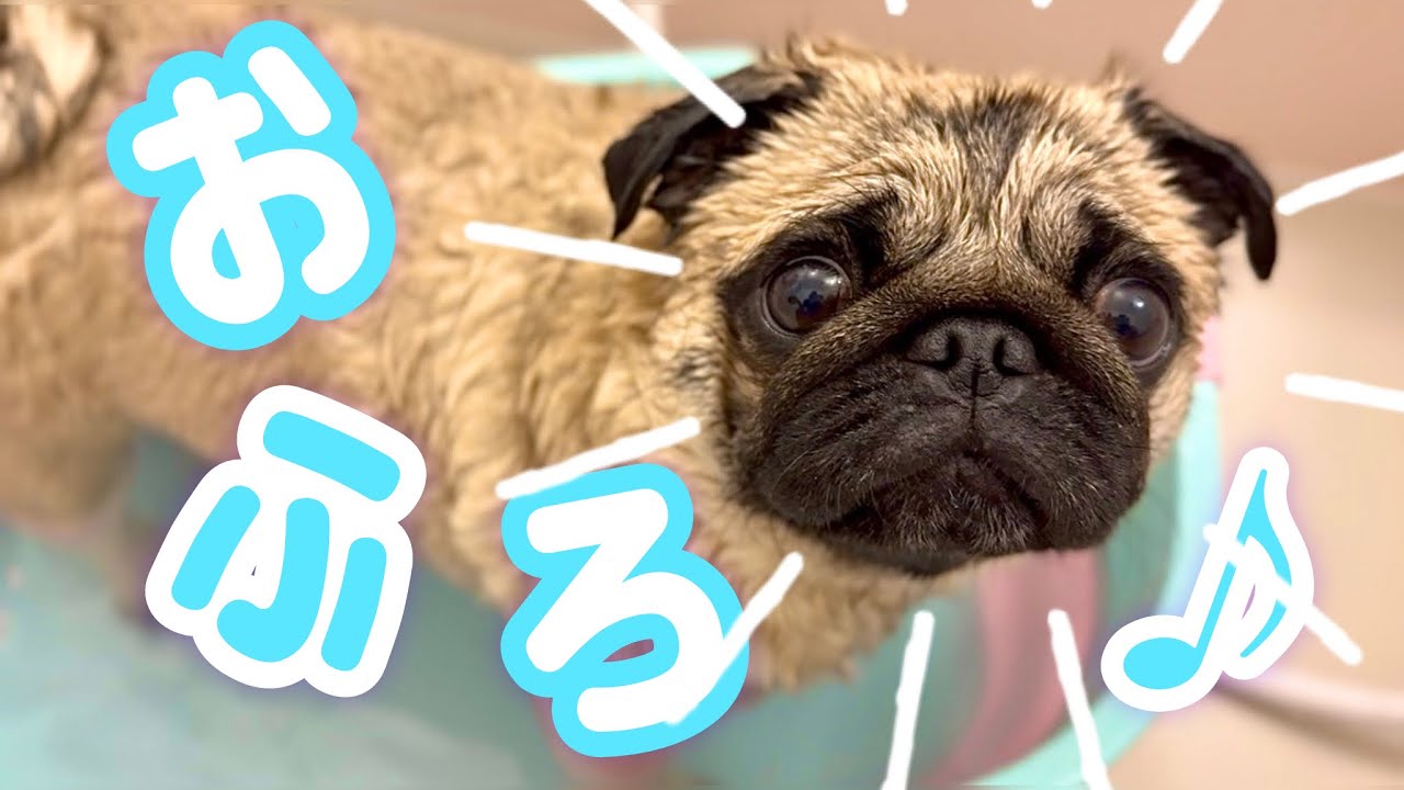 【愛犬】新居初のおふろの巻