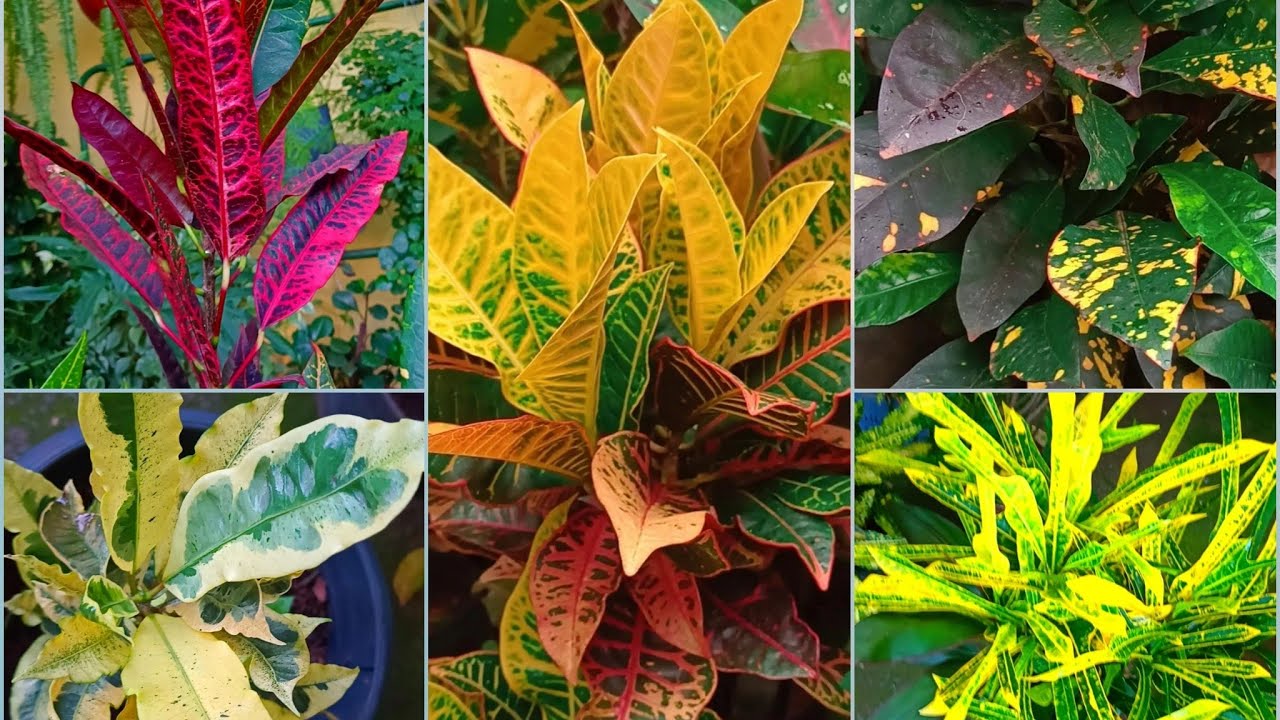 PLANTA Croton / TUDO Que Você Precisa SABER Sobre essa folhagem linda