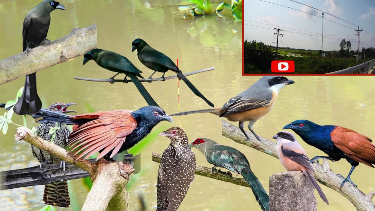 Tổng Hợp Tiếng Chim Tu Hú, Bìm Bịp, Tràng Làng , Phướng, Chim Khách, Dành Cho AE Ná Thủ, Keo Thủ …..