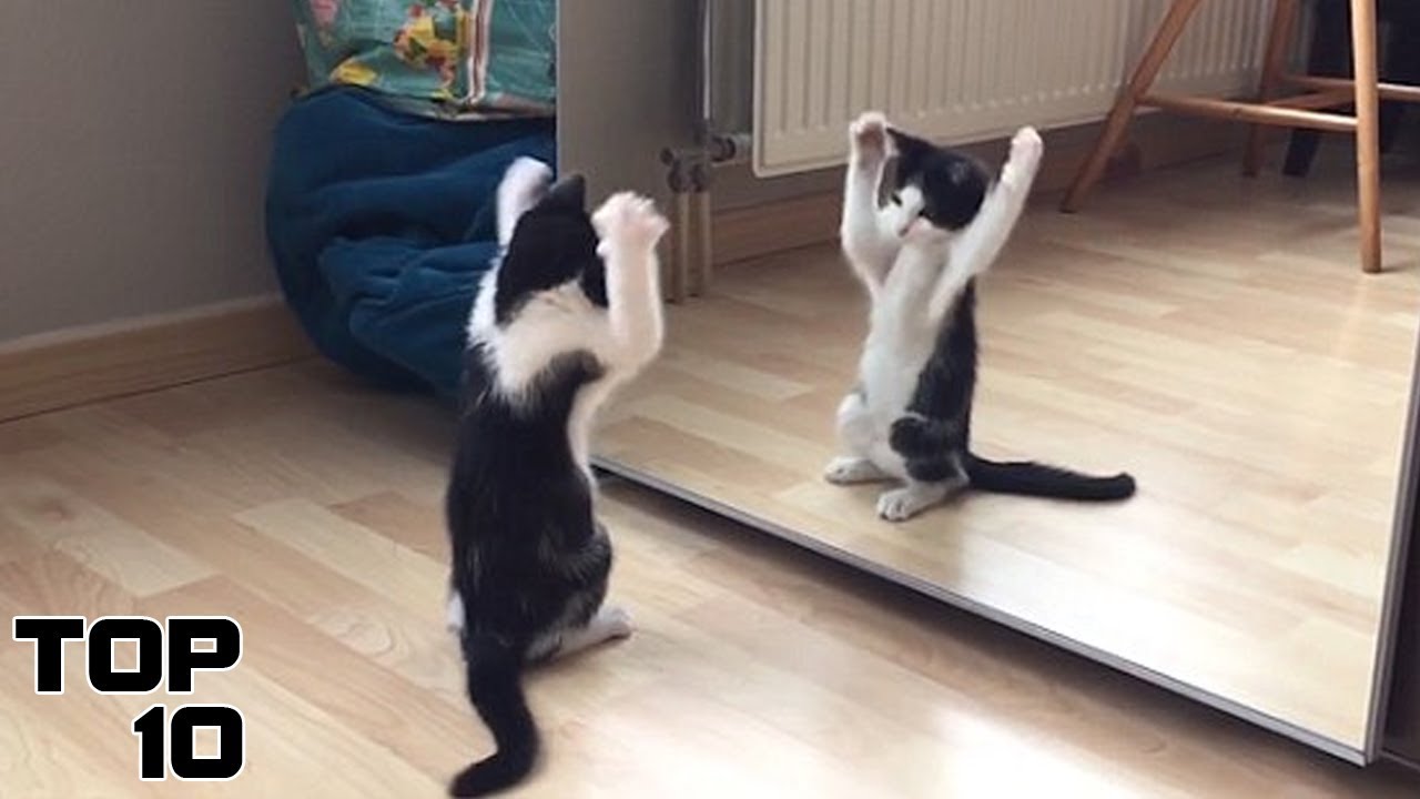 Top 10 Funniest Animal Mirror Reactions