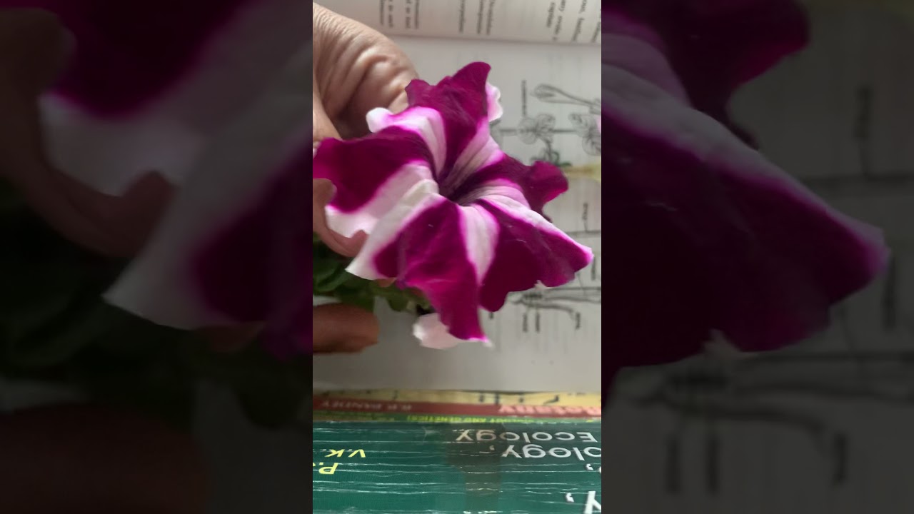 Flower of Petunia(family-Solanaceae))