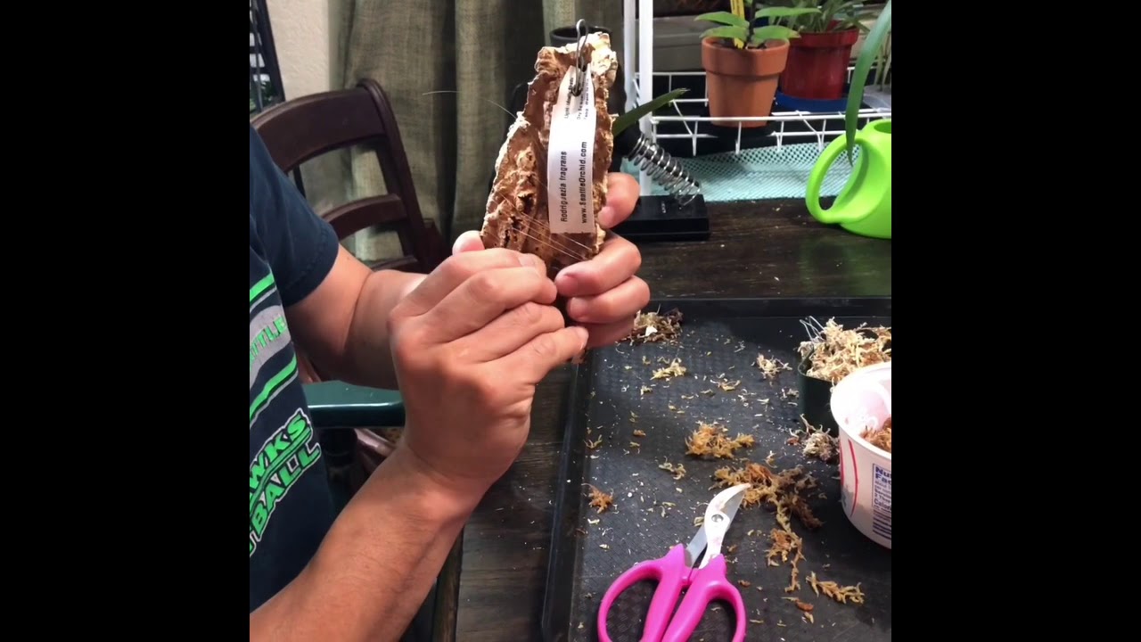 How to mount an orchid, rodriguezia care tips