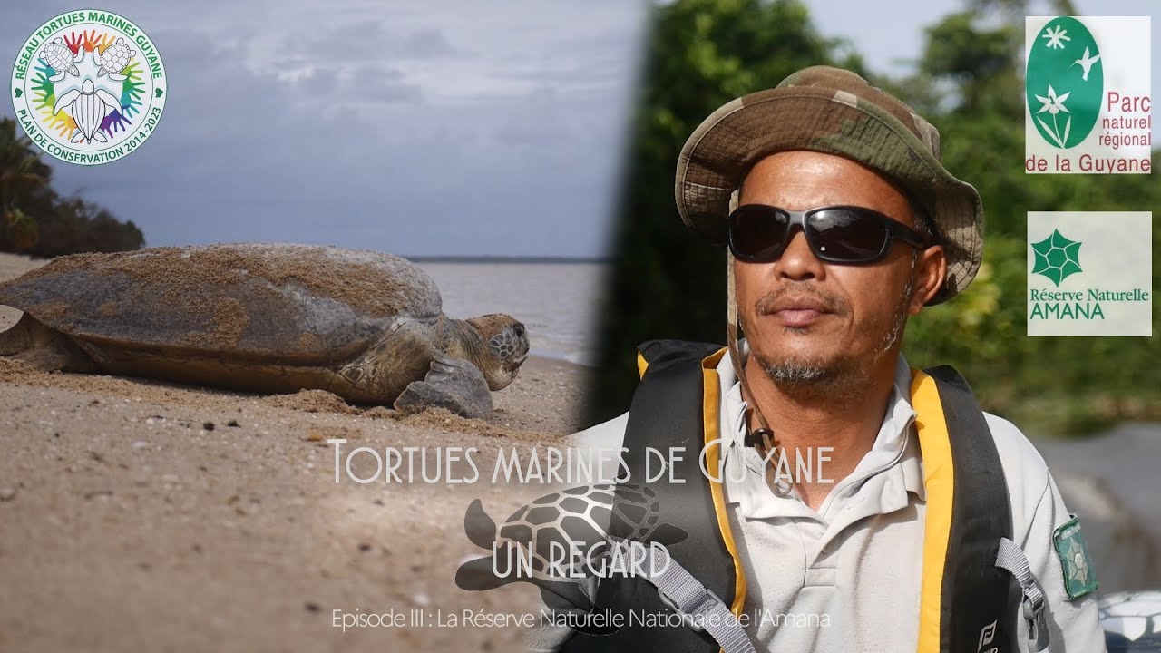 TORTUES MARINES DE GUYANE : UN REGARD - Episode 3 : La Réserve Naturelle Nationale de l'Amana