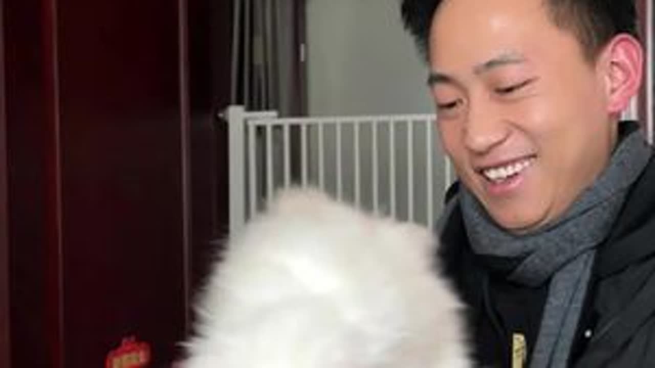 八只超帅的浅色系缅因猫#记录猫咪日常 #缅因猫 #猫咪界的霸总原来长这样 #收猫