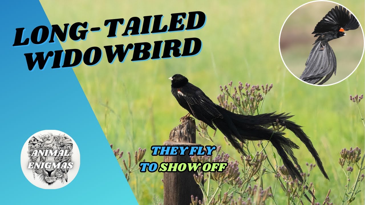 Long-Tailed Widowbird | The Show-Off Bird | AnimalEnigmas