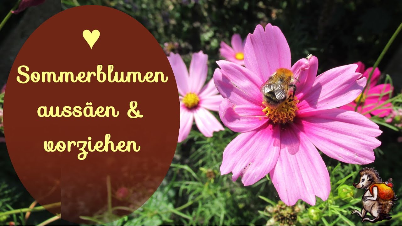 Sommerblumen aussäen & vorziehen  ♥ │Blumen Garten │ Bienenweide